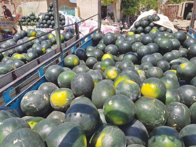 melons watermelons flourish in thal desert melons watermelons flourish in thal desert