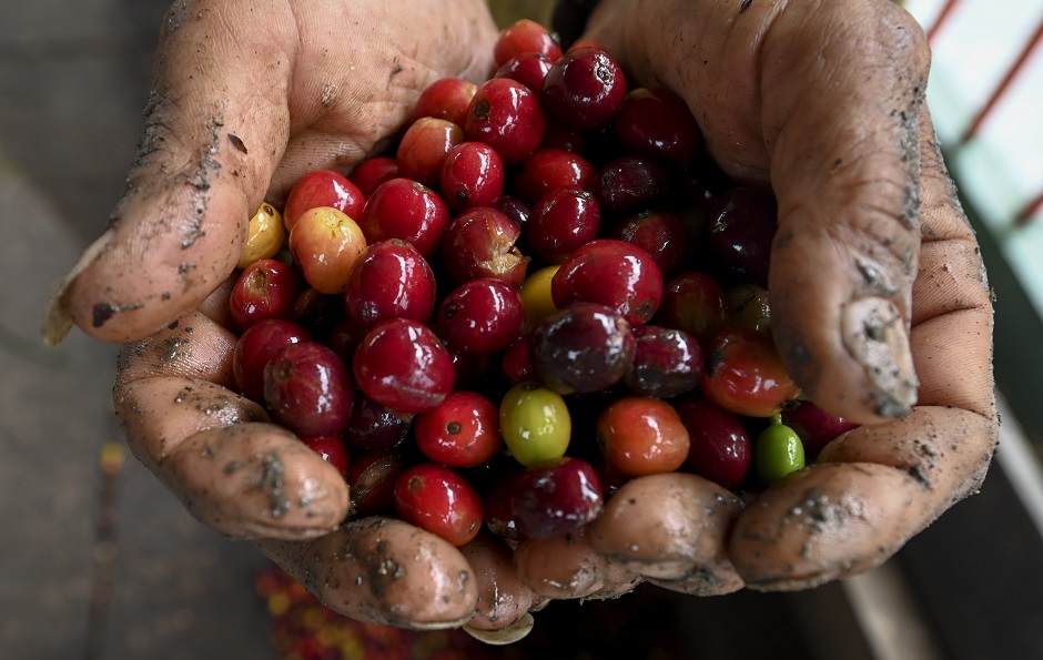 falling prices rock coffee growers in colombia