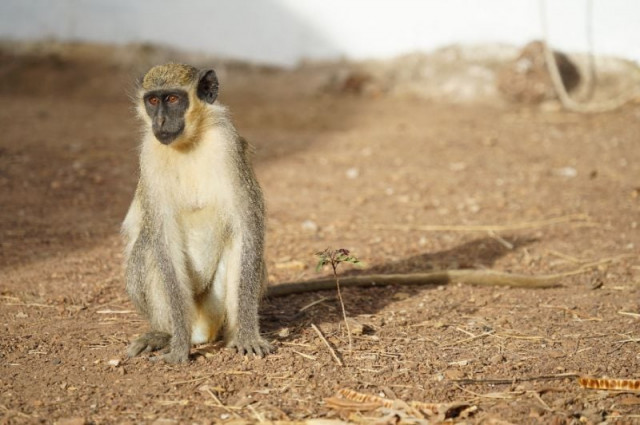 this handout picture taken in 2018 and released on may 27 2019 by the german primate research center shows a west african green monkey chlorocebus sabaeus in simenti senegal whose response to threat was compared with vervet monkeys photo afp this handout picture taken in 2018 and released on may 27 2019 by the german primate research center shows a west african green monkey chlorocebus sabaeus in simenti senegal whose response to threat was compared with vervet monkeys photo afp