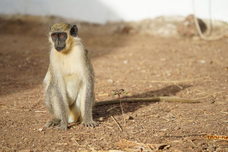 this handout picture taken in 2018 and released on may 27 2019 by the german primate research center shows a west african green monkey chlorocebus sabaeus in simenti senegal whose response to threat was compared with vervet monkeys photo afp