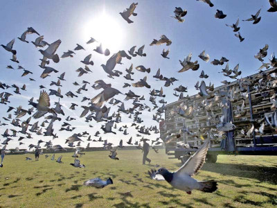 flying high what goes up must stay there flying high what goes up must stay there