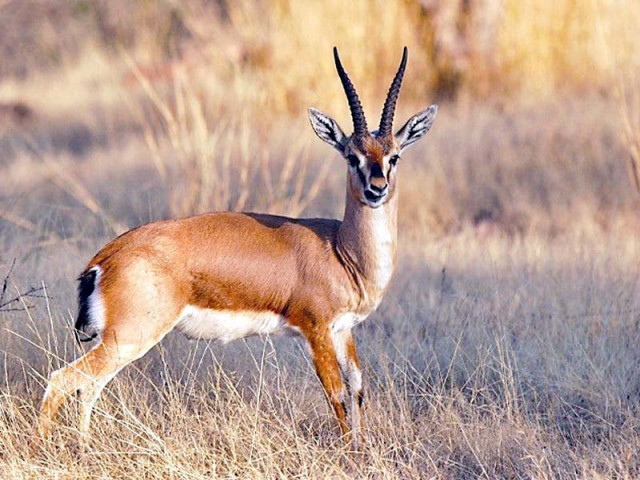 community wildlife protection to expand across punjab community wildlife protection to expand across punjab
