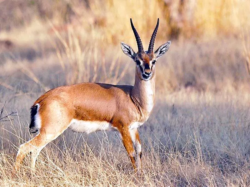 community wildlife protection to expand across punjab community wildlife protection to expand across punjab