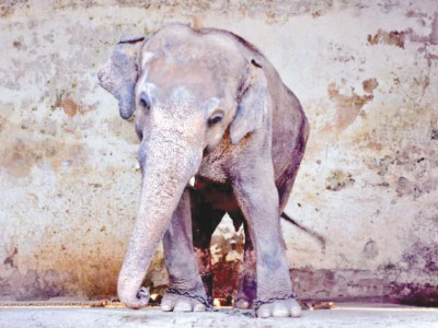 if you can t take care of kaavan shift him to shelter if you can t take care of kaavan shift him to shelter