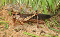 locusts threaten to destroy crops in khairpur