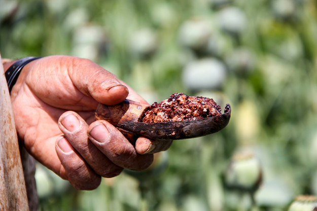 in this photograph taken on april 13 2019 an afghan farmer shows a handful of opium sap harvested from a poppy field in the gereshk district of helmand province photo afp