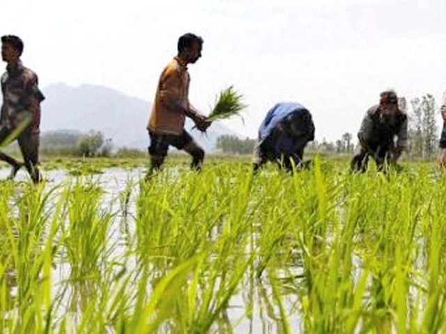 middlemen buy farm produce from farmers and hoard these commodities in order to sell at a later stage at higher prices influencing demand and supply in the market photo reuters middlemen buy farm produce from farmers and hoard these commodities in order to sell at a later stage at higher prices influencing demand and supply in the market photo reuters