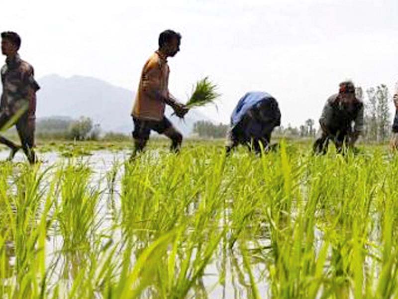 middlemen buy farm produce from farmers and hoard these commodities in order to sell at a later stage at higher prices influencing demand and supply in the market photo reuters