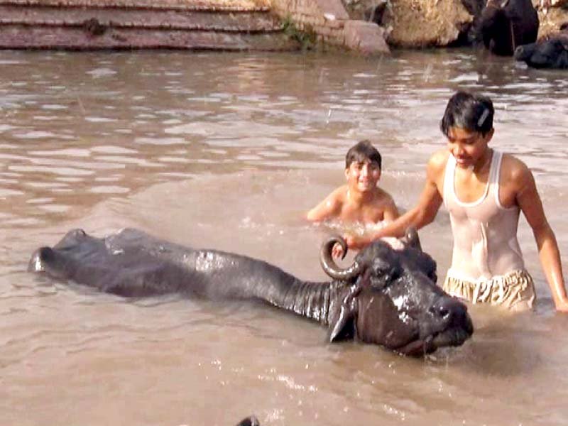 buffaloes are usually eager to get into the water photo express