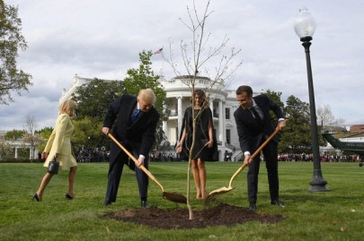tree symbolising trump macron friendship has died tree symbolising trump macron friendship has died