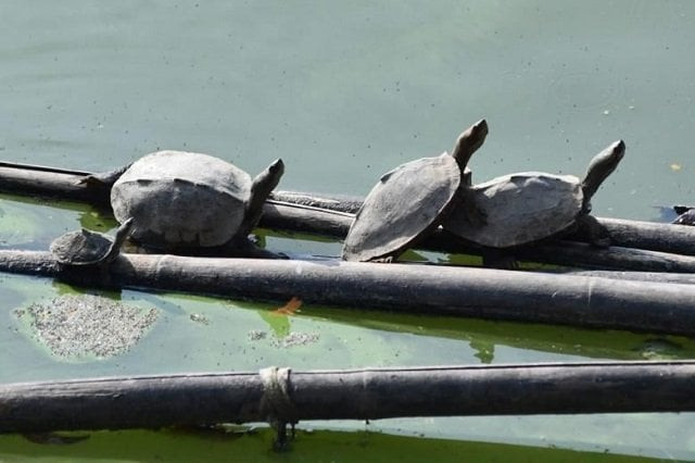 the black softshell turtle is officially extinct in the wild but a centuries old temple in india the adjoining pond and its nature loving caretaker are helping it make a tentative comeback photo afp the black softshell turtle is officially extinct in the wild but a centuries old temple in india the adjoining pond and its nature loving caretaker are helping it make a tentative comeback photo afp