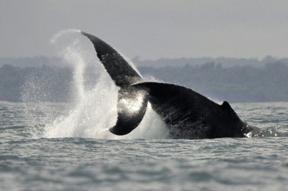 climate change on track to reduce ocean wildlife by 17