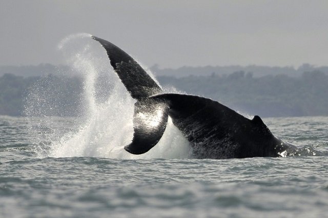 on current trends climate change by century 039 s end will empty the oceans of nearly a fifth of all living creatures measured by sheer weight photo afp