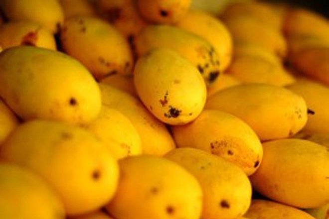 three day mango festival begins today in mirpurkhas