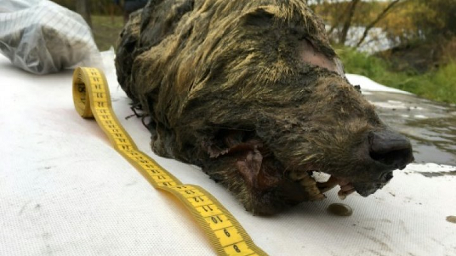 head of 32 000 year old wolf found in russian arctic