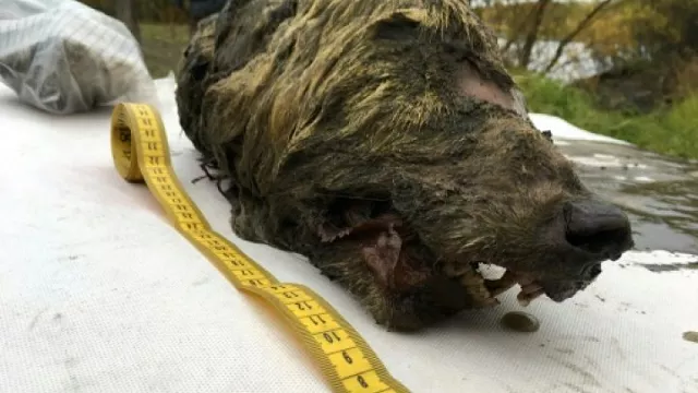 the head is 41 5 cm long a gigantic size by today 039 s standards photo afp the head is 41 5 cm long a gigantic size by today 039 s standards photo afp