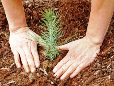 punjab s environment budget slashed by 17