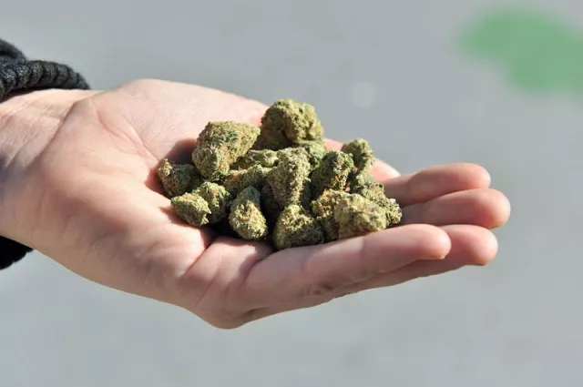 senators want science panel to handle cannabis bill senators want science panel to handle cannabis bill
