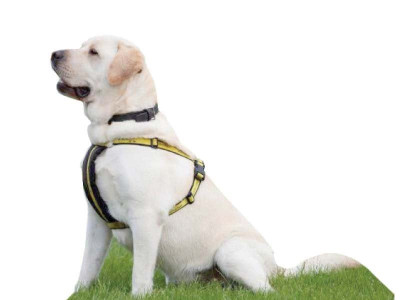 all paws on deck dogs come to the rescue all paws on deck dogs come to the rescue