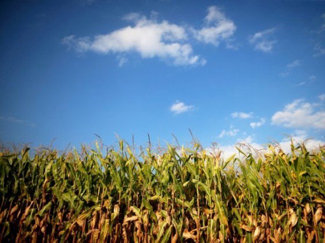 a reuters file photo of an agricultural field