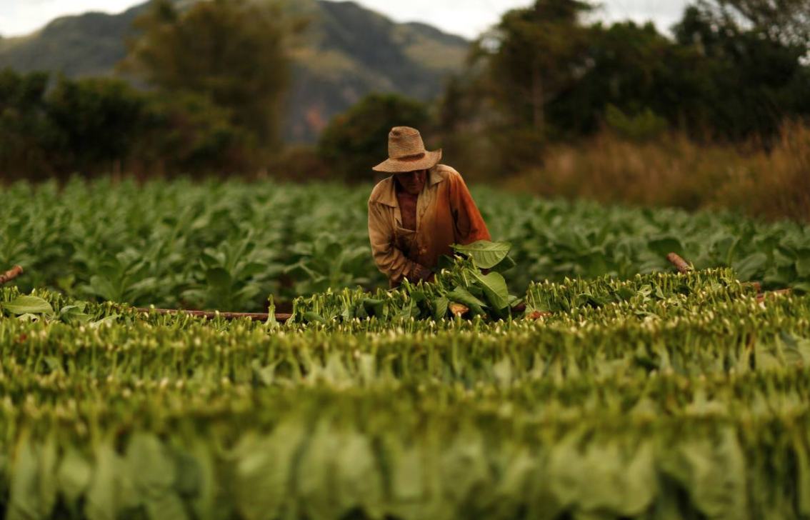 a farmer harvests tobacco leaves at a plantation in the valley of vinales photo reuters