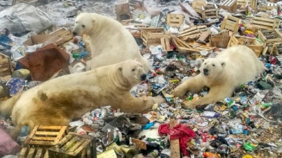 hungry polar bear found wandering in russia industrial city