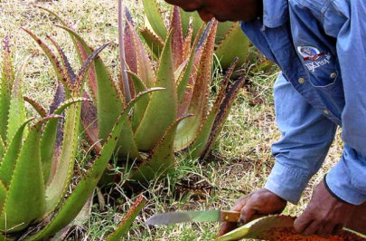 have asthma here is how aloe vera gel can save you have asthma here is how aloe vera gel can save you