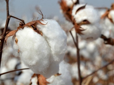 traders oppose sales tax on raw cotton