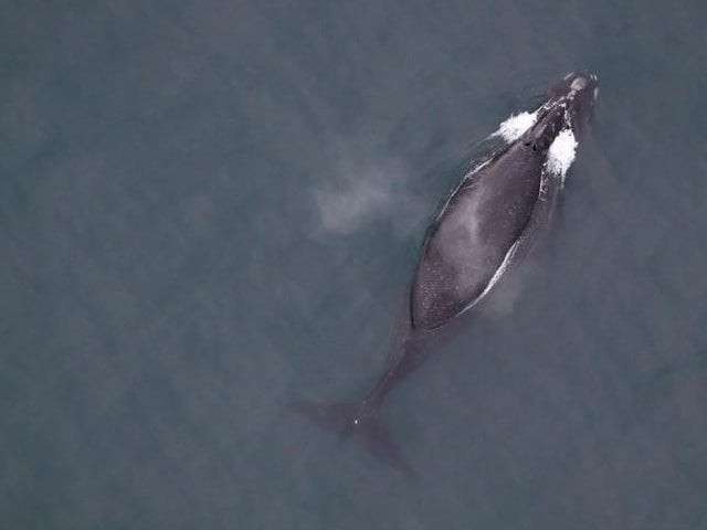 a north pacific right whale is seen in the north pacific ocean believed to be one of less than 50 in us waters in this undated photo photo reuters