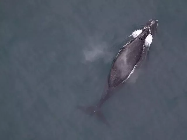 a north pacific right whale is seen in the north pacific ocean believed to be one of less than 50 in us waters in this undated photo photo reuters a north pacific right whale is seen in the north pacific ocean believed to be one of less than 50 in us waters in this undated photo photo reuters
