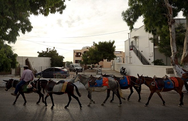 file photo of a man walks with his donkeys on the greek island of santorini greece photo reuters