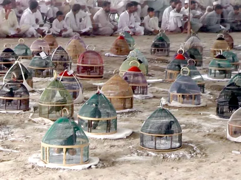 the local name of the partridge contest is chakri tournament photo express the local name of the partridge contest is chakri tournament photo express