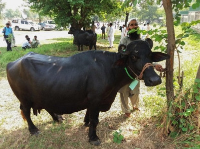 prolonged heat affects buffalo farming prolonged heat affects buffalo farming