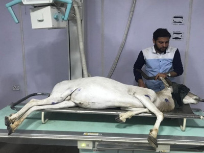 zoo to attach prosthetic limb to arabian addax zoo to attach prosthetic limb to arabian addax