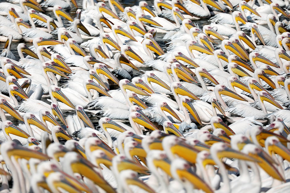 migrating great white pelicans rest as they are fed as part of an israeli agriculture ministry funded project aiming to prevent the pelicans from feeding from commercial fish breeding pools at a water reservoir in mishmar hasharon central israel photo reuters