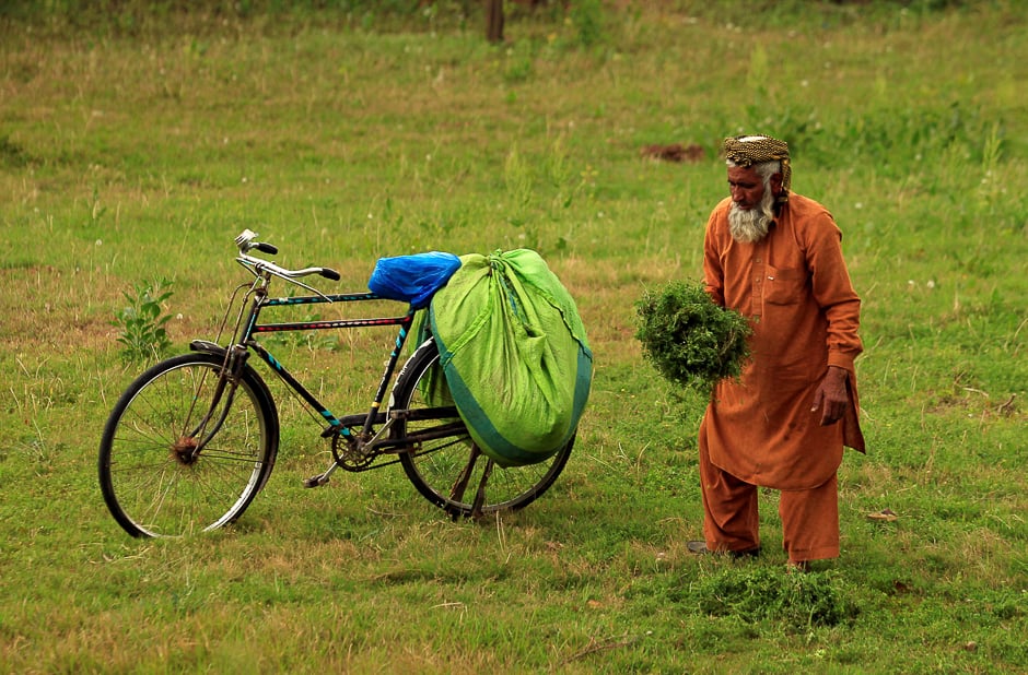 a man collects grass for feeding livestock at a field on the outskirts of islamabad photo reuters