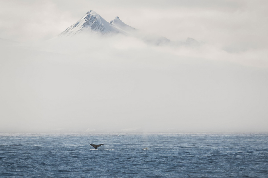 A humpback whale breaches the surface in Hope Bay, Hope Bay, Antarctica. PHOTO: AFP