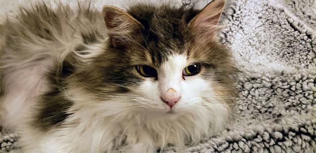 Fluffy at home Thursday. (Courtesy of Animal Clinic of Kalispell)