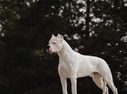 landowner sets dog on neighbour over water dispute