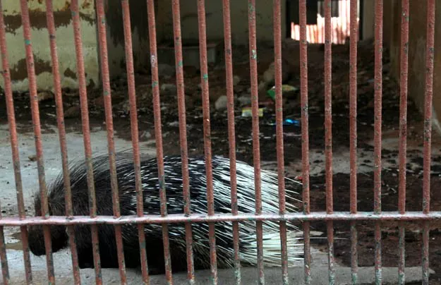many of the cages are filled with trash and animal refuse photo athar khan express many of the cages are filled with trash and animal refuse photo athar khan express