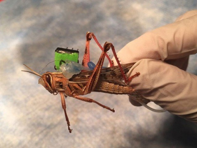 locusts had appeared in the districts of jamshoro matiari shaheed benazirabad sanghar noushero feroz and khairpur photo express file