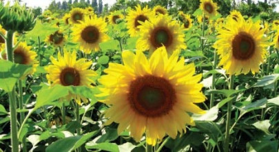 sunflower farmers asked to cultivate in mid july sunflower farmers asked to cultivate in mid july