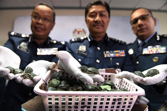 royal malaysian customs officials display seized red eared slider tortoises during a press conference at the customs authorities building in sepang on june 26 2019 after a foiled smuggling attempt by a syndicate photo afp