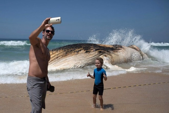 in this file photo a man takes a selfie in front of a 12 meters whale that was found dead at ipanema beach in rio de janeiro photo afp in this file photo a man takes a selfie in front of a 12 meters whale that was found dead at ipanema beach in rio de janeiro photo afp