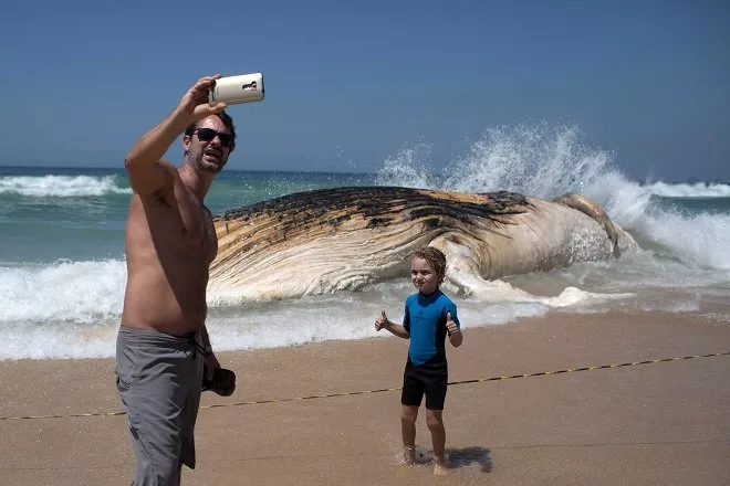 in this file photo a man takes a selfie in front of a 12 meters whale that was found dead at ipanema beach in rio de janeiro photo afp in this file photo a man takes a selfie in front of a 12 meters whale that was found dead at ipanema beach in rio de janeiro photo afp
