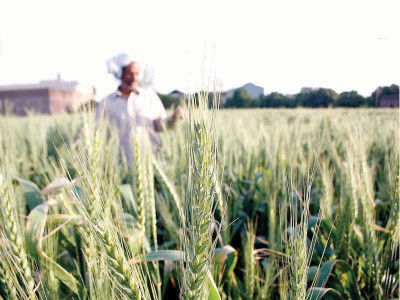 punjab mulls wheat price hike as stocks dwindle punjab mulls wheat price hike as stocks dwindle