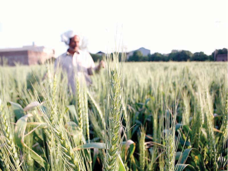 on the directives of the punjab cm the department of food has prepared different recommendations for determining the price of wheat and flour photo file