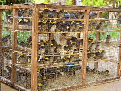 clipped wings sparrows falling prey to hunters trap clipped wings sparrows falling prey to hunters trap