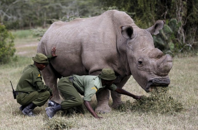 10 steps ahead kenya s tech war on wildlife poachers