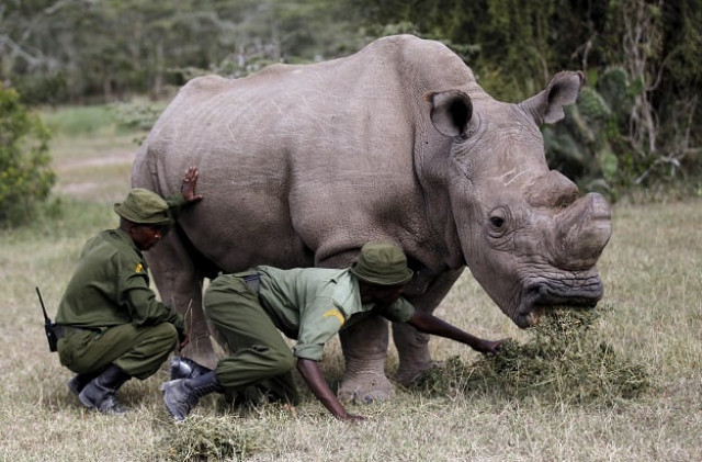 a warden guards sudan the last surviving male northern white rhino at the ol pejeta conservancy in laikipia national park kenya may 3 2017 photo reuters a warden guards sudan the last surviving male northern white rhino at the ol pejeta conservancy in laikipia national park kenya may 3 2017 photo reuters